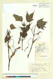ئW:Acer wilsonii var. longicaudatum (W.P. Fang) W.P. Fang