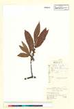 ئW:Actinidia carnosifolia C. Y. Wu var. glaucescens C.F. Liang
