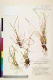 ئW:Carex sachalinensis F. Schmidt