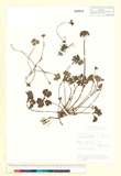 ئW:Trachymene saniculifolia Stapf