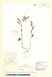 ئW:Amaranthus retroflexus Linn.