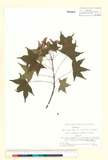 ئW:Acer mono var. marmoratum (Nicholson) H. Hara