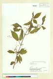 ئW:Acer carpinifolium Siebold & Zucc.