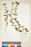 中文種名:阿里山油菊