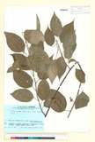 ئW:Actinidia polygama (Siebold & Zucc.) Planch. ex Maxim.