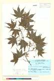 ئW:Acer palmatum Thunb. subsp. matsumurae Koidz.