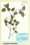 ئW:Acer crataegifolium Siebold & Zucc.