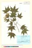 ئW:Acer mono subsp. marmoratum (Nicholson) Kitam.