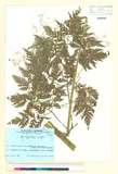 ئW:Anthriscus sylvestris (L.) Hoffm. subsp. aemula Kitag.