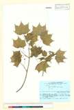 ئW:Acer mono subsp. ambiguum (Dippel) Kitam