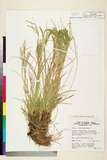 ئW:Carex fusiformis Nees