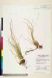 ئW:Carex fragilis Boott
