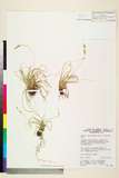 中文種名:Carex laeta Boott var. rostrata K?k.