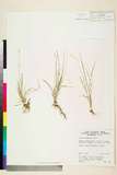 ئW:Carex fragilis Boott