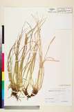 ئW:Carex rhizodes Blytt ex Boott