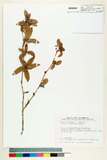 中文種名:清水山小檗