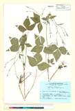 ئW:Cryptotaenia canadensis (L.) DC.subsp. japonica (Hassk.) Han