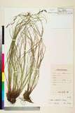 ئW:Carex bodinieri Franch.