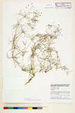 ǦW:Spergula arvensis L.