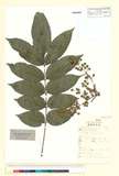 ئW:Toxicodendron sylvestre (Siebold & Zucc.) Kuntze