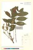 ئW:Toxicodendron trichocarpum (Miq.) O. Kuntze