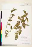 中文種名:Waltheria indica L.