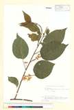 ئW:Actinidia polygama (Siebold & Zucc.) Planch. ex Maxim.