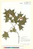 ئW:Acer saccharum var. leucoderme (Small) Sarg.