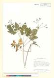 ئW:Osmorhiza longistylis (Torr.) DC.