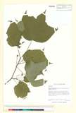 ئW:Alangium platanifolium (Siebold & Zucc.) Harms var. trilobum
