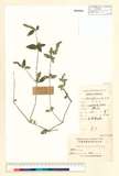 ئW:Rostellularia procumbens (L.) Nees