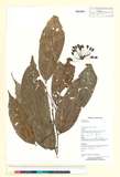ئW:Polyalthia rumphii (Blume ex Hensch.) Merr.