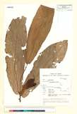ئW:Polyalthia insignis ( Hook. f. ) Airy Shaw