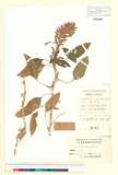 ئW:Achyranthes paniculata L.