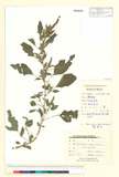 ئW:Amaranthus paniculatus L.