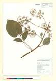 中文種名:Aralia cordata Thunb. subsp. taiwaniana (Y. C. Liu & F. Y. L