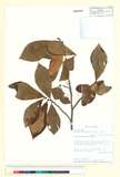 ئW:Asimina parviflora (Michx.) Dunal