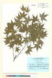 ئW:Acer palmatum Thunb.