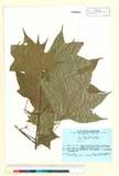 ئW:Acer pictum Thunb. ex Murray fo. ambiguum (Pax) H. Ohashi