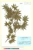 ئW:Acer tenuifolium (Koidz.) Koidz.