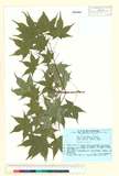 ئW:Acer pictum Thunb. subsp. dissectum (Wesm.) H. Ohashi fo. c