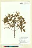 ئW:Acer cissifolium (Siebold & Zucc.) K. Koch