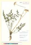 ئW:Ligusticum thomsonii C.B. Clarke var. thomsonii