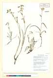 ئW:Bupleurum commelynoideum H. Boissieu var. flaviflorum Shan