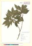 ئW:Dendropanax pellcidopunctata (Hayata) Kanehira ex Kanehira &