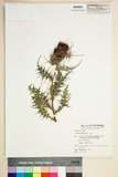 ئW:Cirsium japonicum DC.