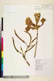 中文種名:Tabebuia chrysantha (Jacq.) G. Nicholson