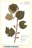 中文種名:Actinidia setosa (H. L. Li) C. F. Liang & A. R. Ferguson