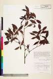 中文種名:Psychotria sordida Thwaites