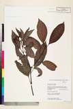 ئW:Psychotria calocarpa Kurz
